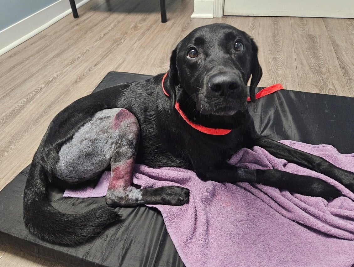 Having their family vet manage this patient’s surgery with Dr. Tong as the mobile surgeon made the care affordable – and possible – for the family.