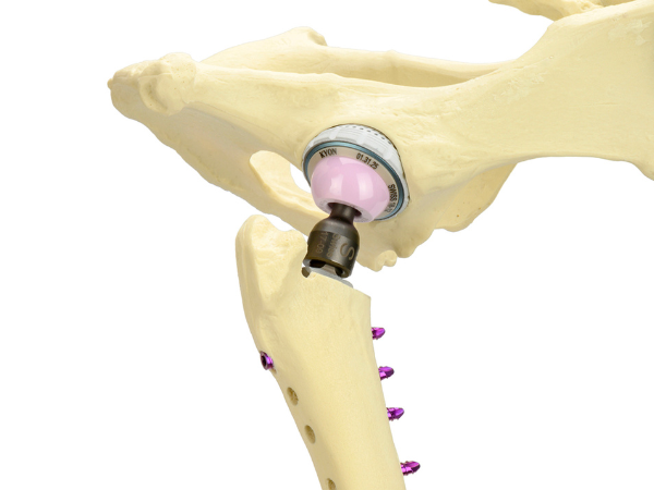 KYON THR in bone model