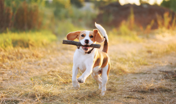 TPLO_online Course_LP_foundation