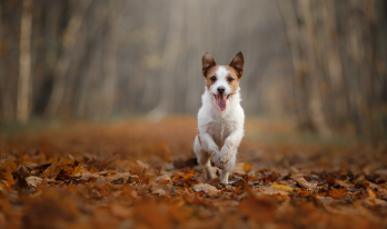 TPLO_online Course_LP_tplo for vet tech